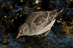 David Plant Photography - Wildlife Photography - Purple sandpiper - F
